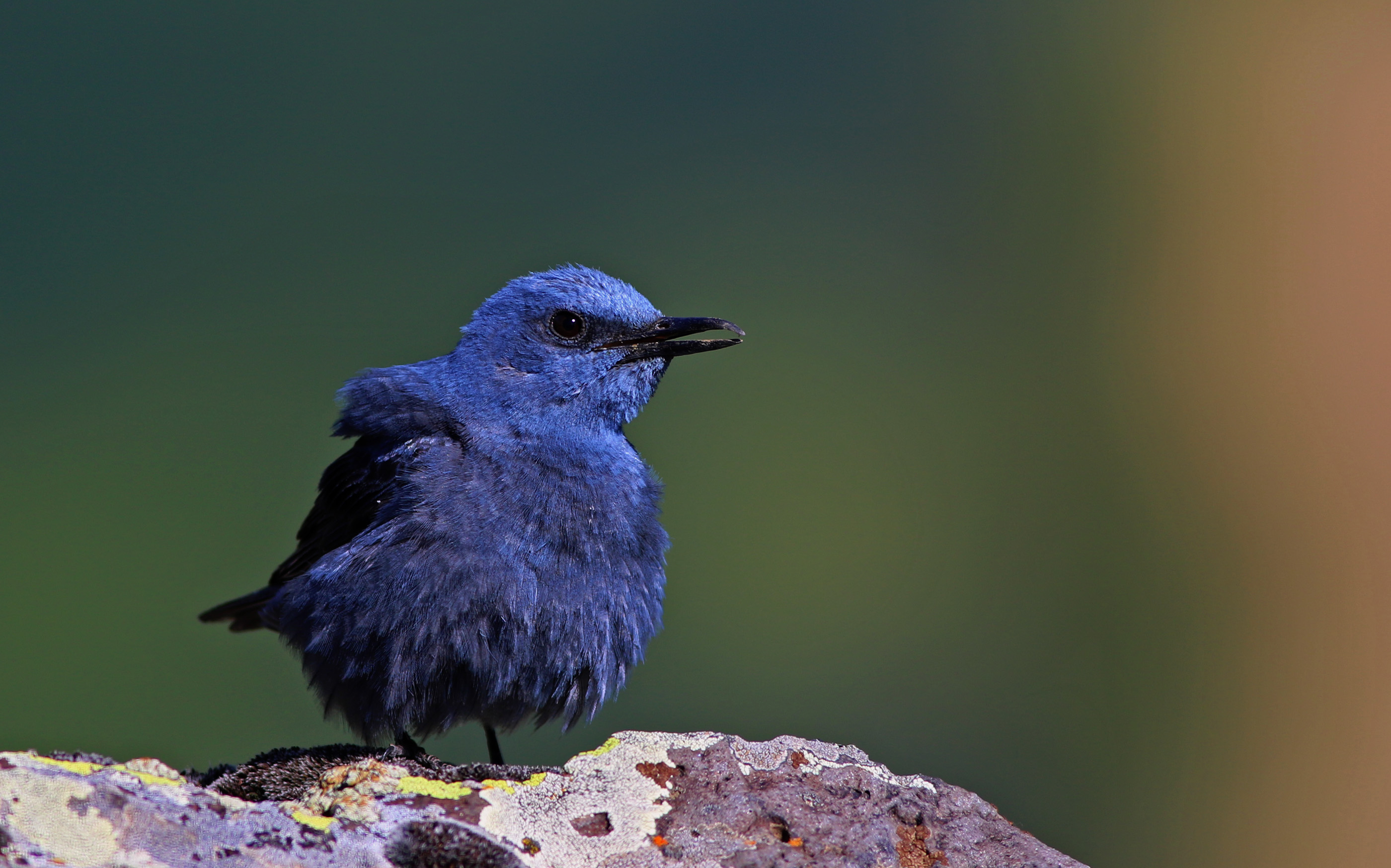 Blue Rock-Thrush — Ana fotoğraf